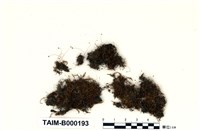 藏品(細葉小羽苔)的圖片